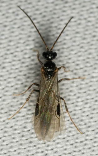 iNaturalist observation photo of Brachycistis