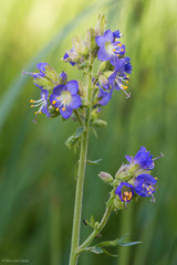 Polemonium occidentale