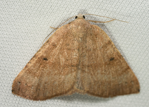 iNaturalist observation photo of Geometer Moths