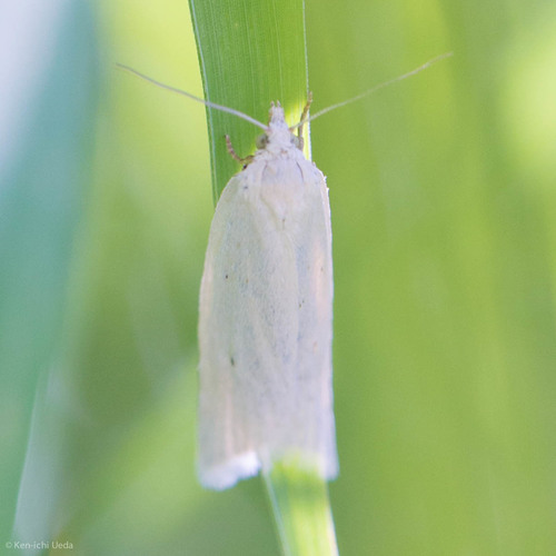 iNaturalist observation photo of Eana