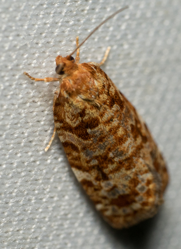 iNaturalist observation photo of Butterflies and Moths