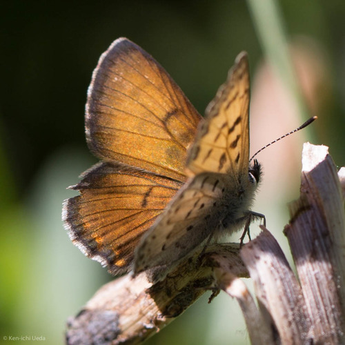 iNaturalist observation photo of Lycaenini