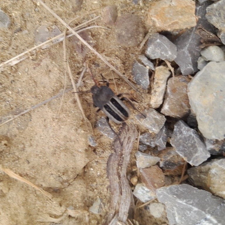 Alphasida luctuosa
