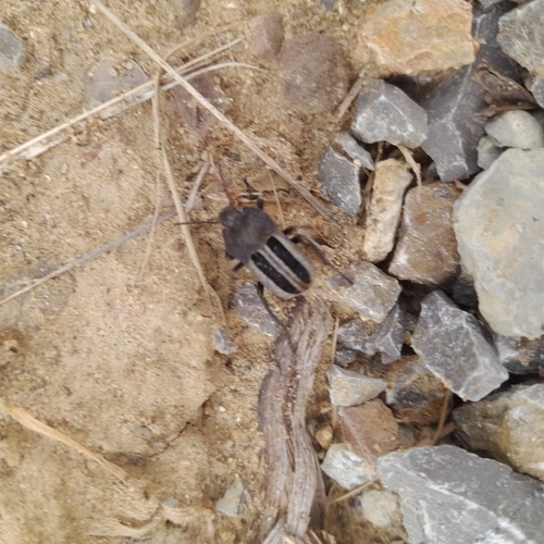 Alphasida luctuosa
