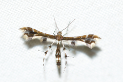 Geina tenuidactylus