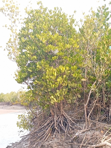 White-flowered black mangrove