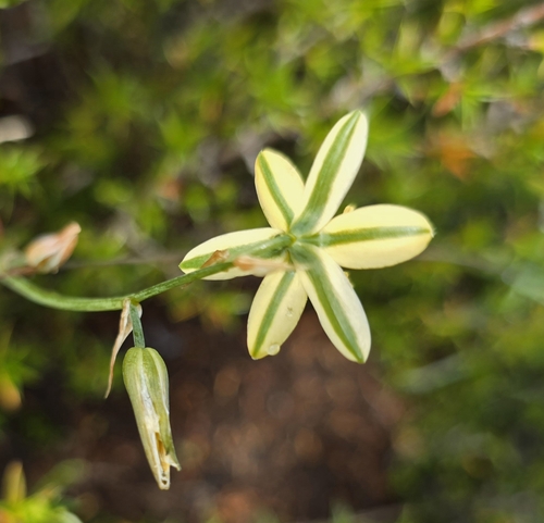 Albuca suaveolens