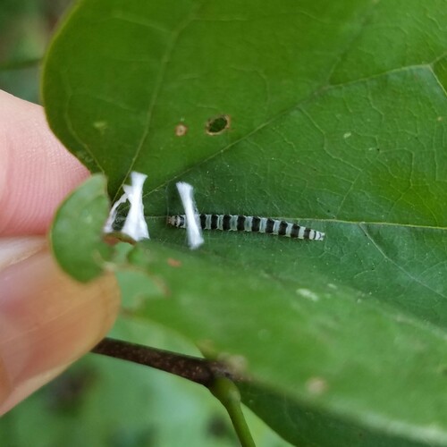 Redbud Leaffolder Moth photo 3