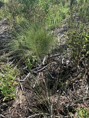 Juncus roemerianus