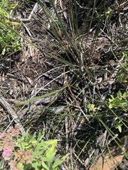 Juncus roemerianus