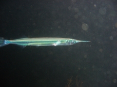 Hyporhamphus ihi