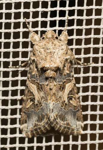 iNaturalist observation photo of Western Yellow-striped Armyworm Moth
