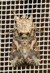 Spodoptera praefica