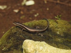 Emoia schmidti