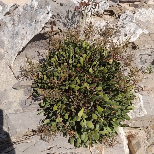 Limonium emarginatum, photograph 5