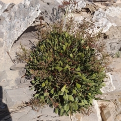 Limonium emarginatum, photograph (c) Sam Bellamy, some rights reserved (CC BY)