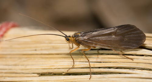 iNaturalist observation photo of Dicosmoecinae