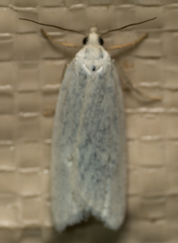 iNaturalist observation photo of Butterflies and Moths
