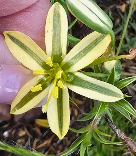 Albuca suaveolens