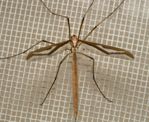 iNaturalist observation photo of Pedicia