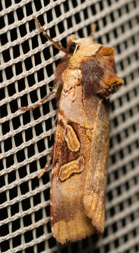 iNaturalist observation photo of Ruby Dart