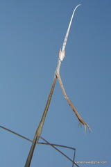 Schizocephala bicornis