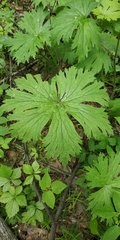 Aconitum septentrionale