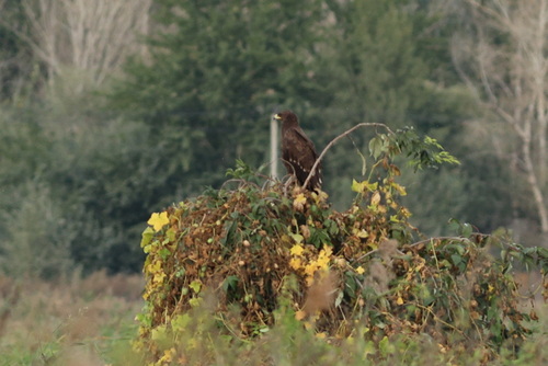 Águila moteada (Clanga clanga)