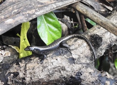 Emoia nigra