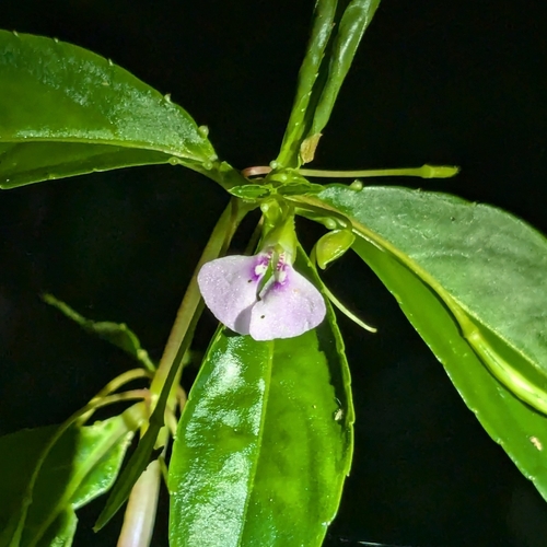 Image of Impatiens minor by (c) Karthik Thrikkadeeri, some rights reserved (CC BY)