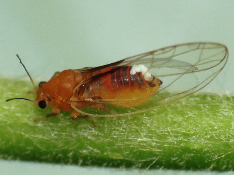Bactericera