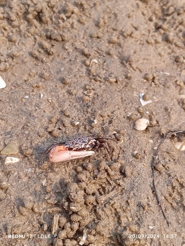 East African Fiddler Crab