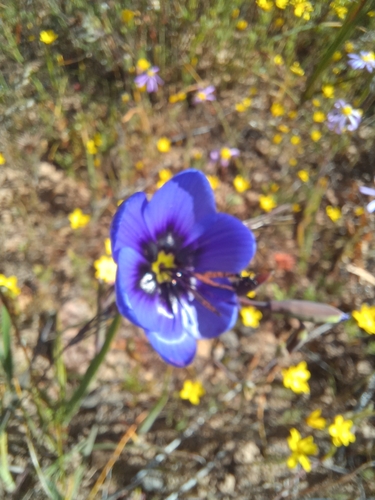 Geissorhiza splendidissima