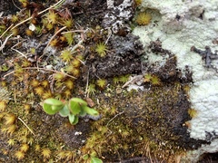 Psoroma hypnorum