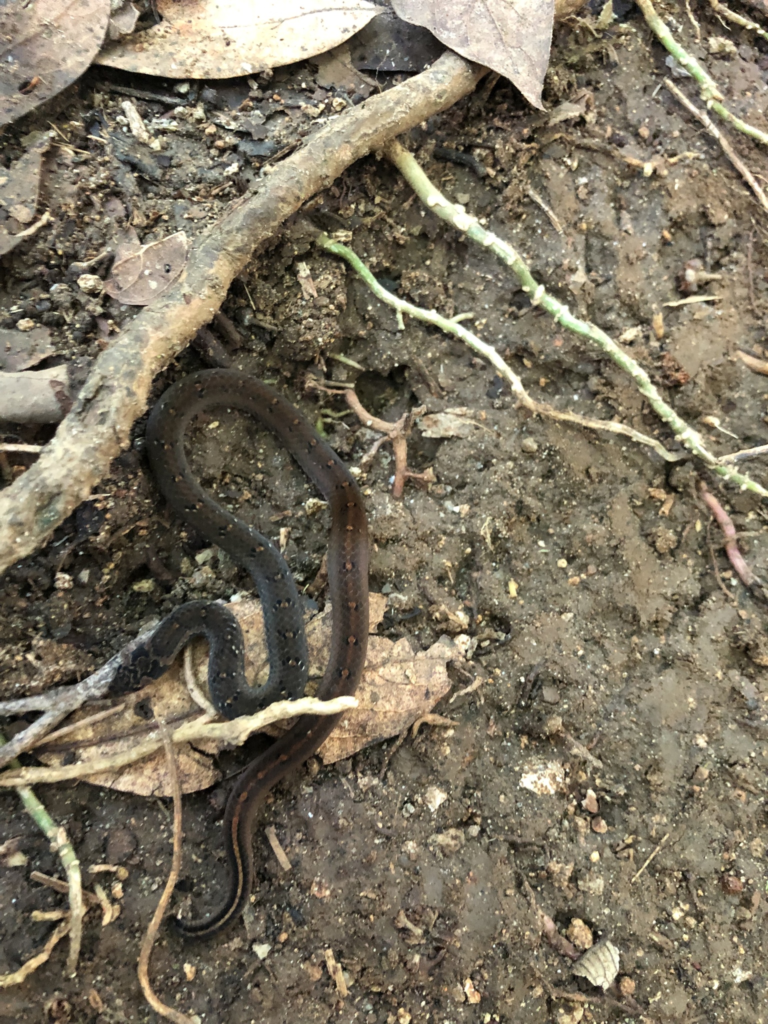 Bleeker's Kukri Snake photo 4