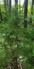 Pinus sibirica