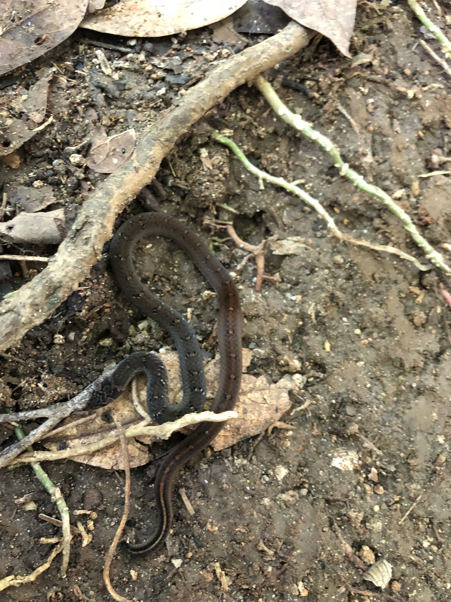 Bleeker's Kukri Snake photo 3
