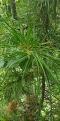 Pinus sibirica