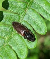 Dendrometrinae