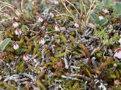 Harrimanella hypnoides