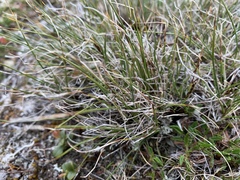 Carex simpliciuscula