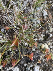 Carex simpliciuscula