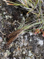 Carex simpliciuscula