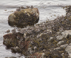 Calidris ptilocnemis