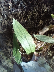 Lobelia dunnii