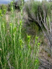 Rhopalomyia utahensis