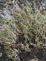 Carex nardina