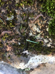 Oxidus gracilis