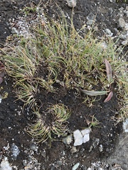Carex nardina