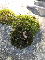 Oxidus gracilis